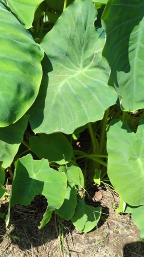 2025N925L@엿͔|̗@B܂łBnJn10{\B